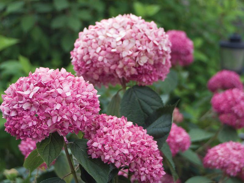 Types and varieties of hydrangea