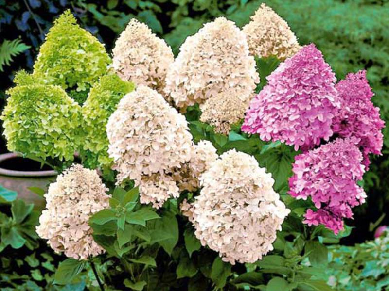 Breeding panicle hydrangea