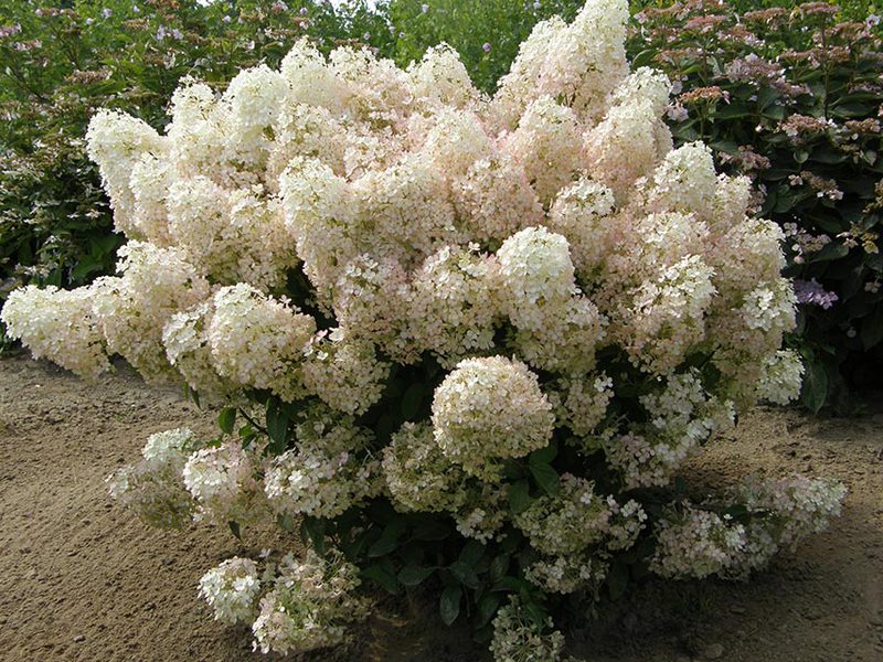 How to propagate hydrangea