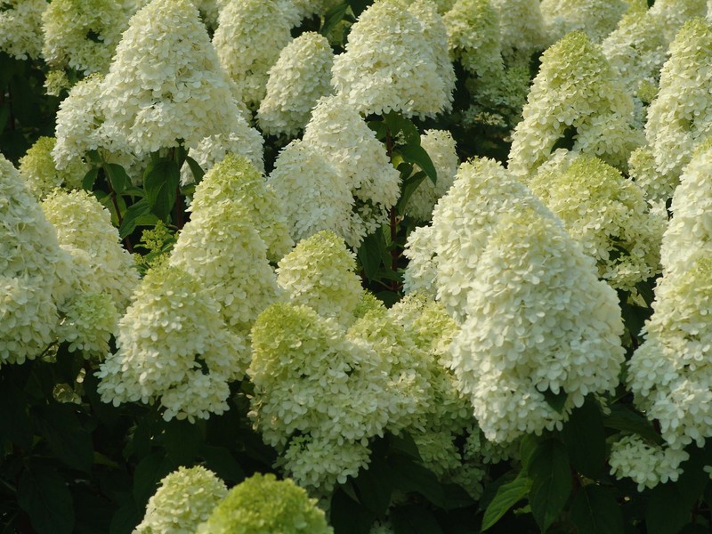 How to care for hydrangea