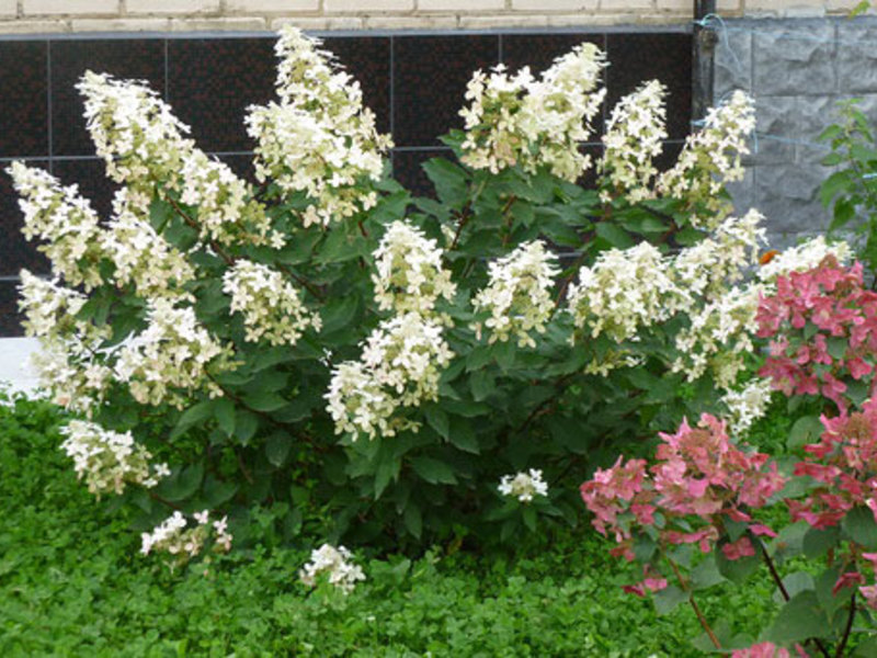 Hydrangea paniculata in the garden