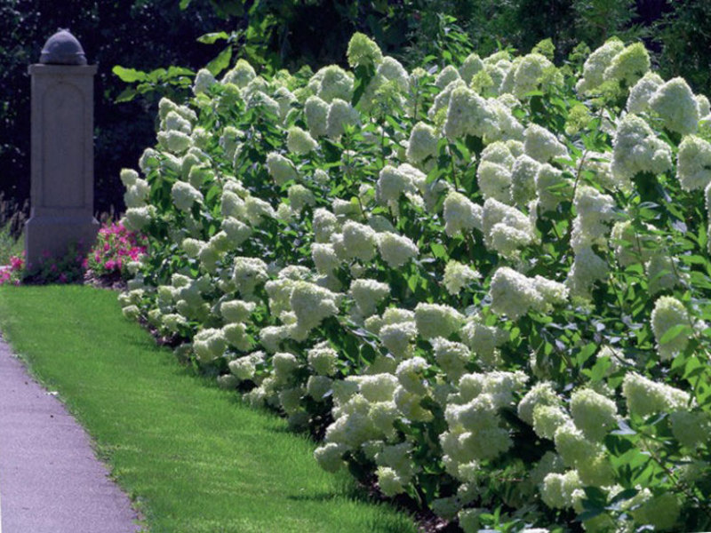 Panicle hydrangea