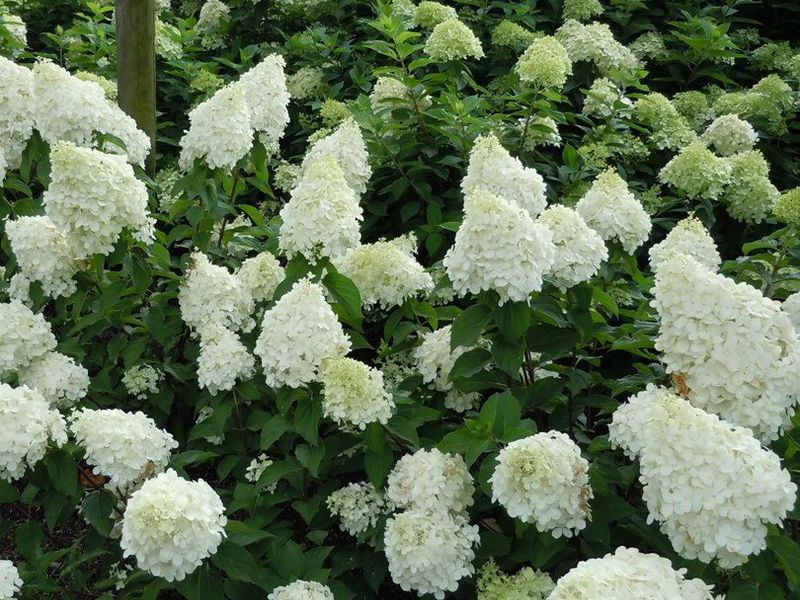 Hydrangea varieties