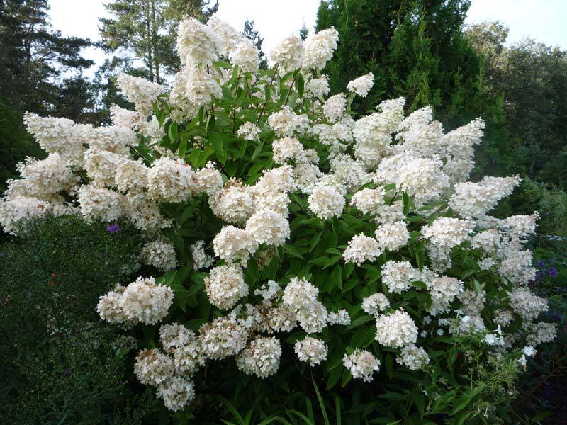 Blooming hydrangea