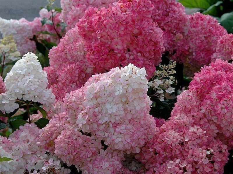 Beautiful hydrangea bushes