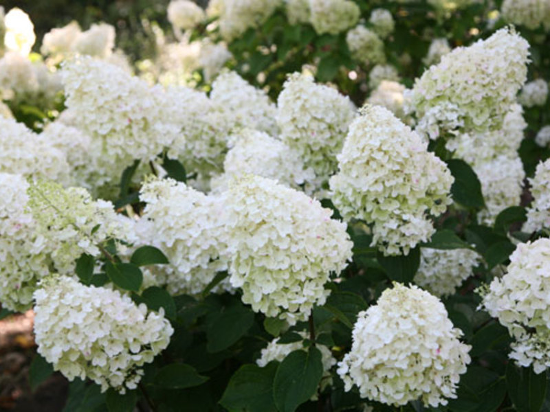 Hydrangea flower and its description