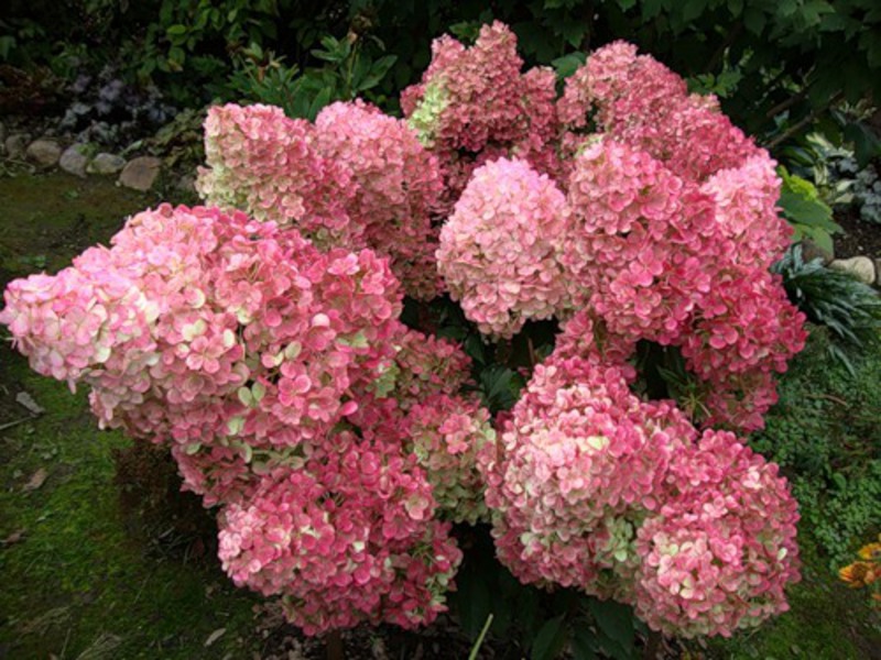 Flowering hydrangea paniculata