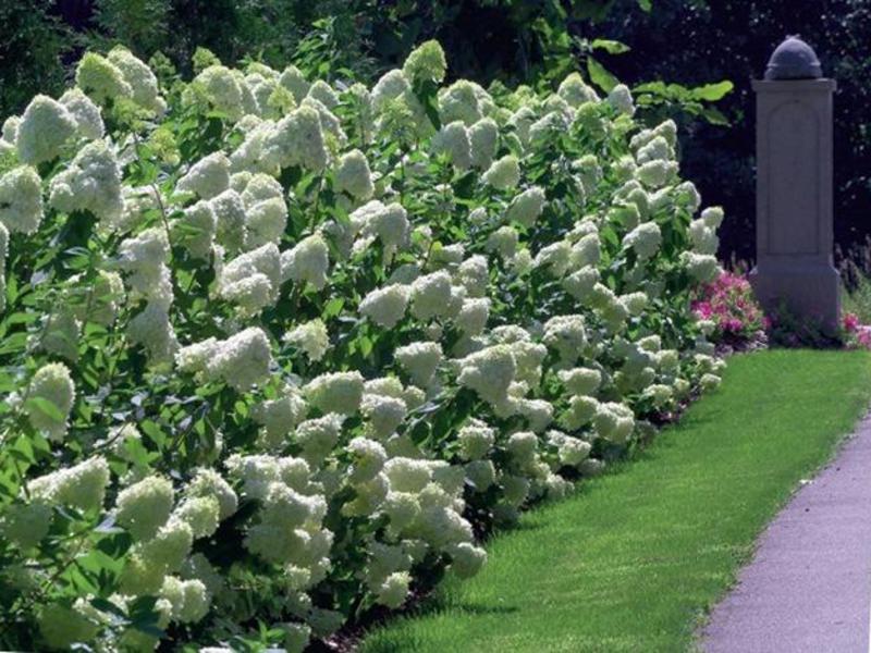 Using hydrangea paniculata