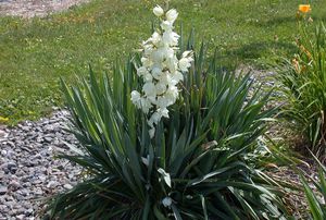 Yucca filamentous plant