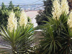 Yucca plant aloe leaf