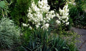 Yucca filamentous plant