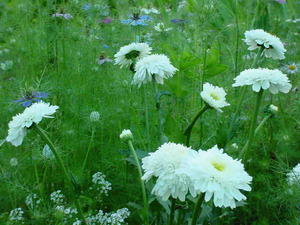 Conditions for growing the daisy