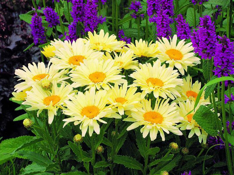 Types and varieties of daisy