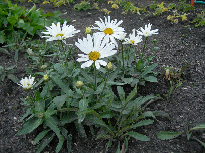 How to water a daisy