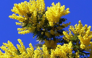 Mimosa yellow photo