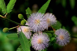 Growing mimosa at home