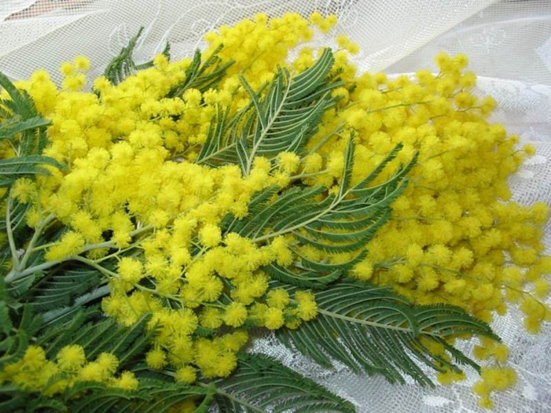 How to grow mimosa