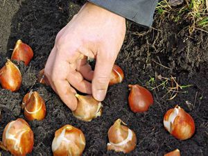 Planting ixia in spring - the bulbs are planted in the soil.