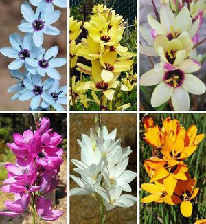 Different varieties of Ixia look very beautiful.