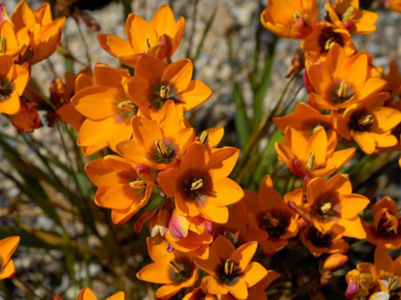 Ixia orange - bright flowers