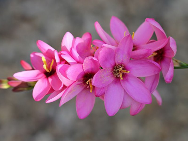 Ixia hybrid pink can be combined with other flowers, for example, with gladioli.