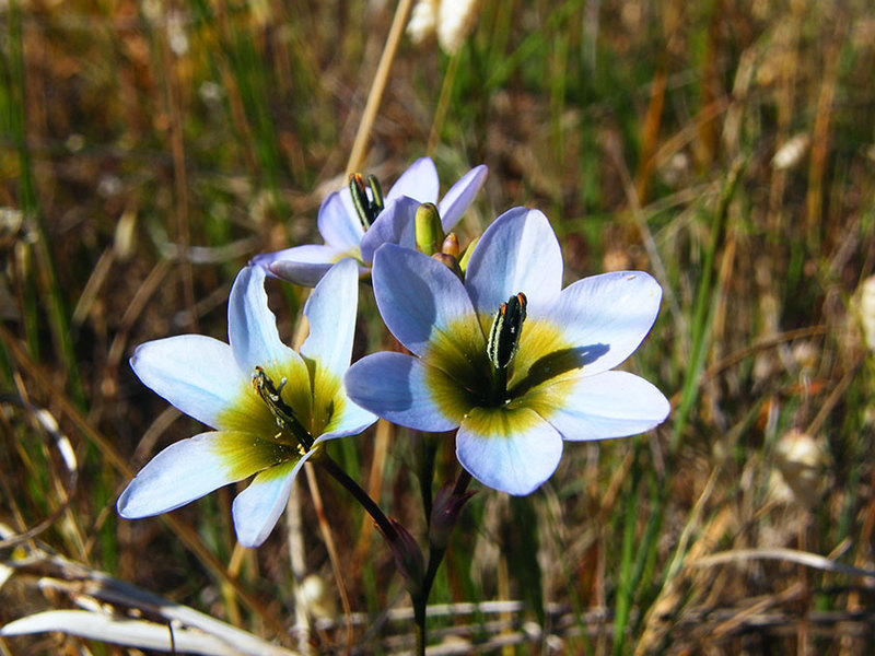 Ixia hybrid blue in the grass - tenderness and refinement.