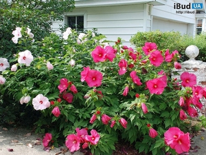 Photo of garden hibiscus - bright flowers.