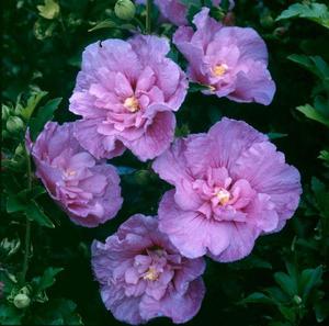 The Lavender Chiffon hibiscus is shown in the photo.