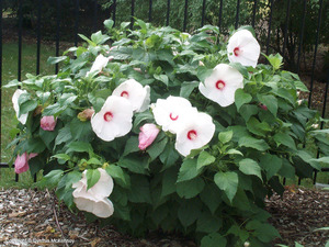 Herbaceous hibiscus is a beautiful shrub.