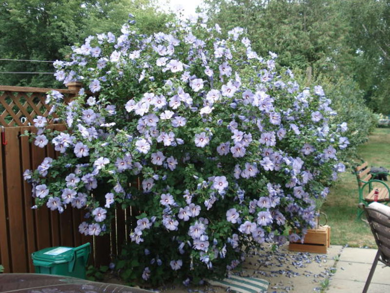 Syrian treelike hibiscus is a short shrub.