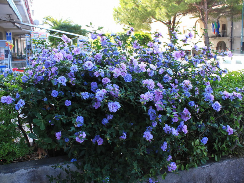 Garden hibiscus in bloom is very beautiful.