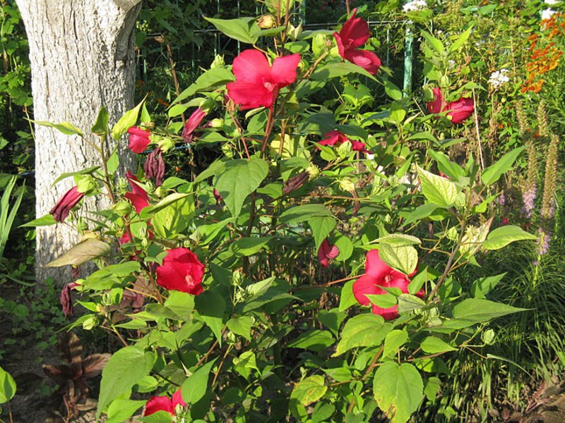 Garden red hibiscus is a shrub with bright flowers.