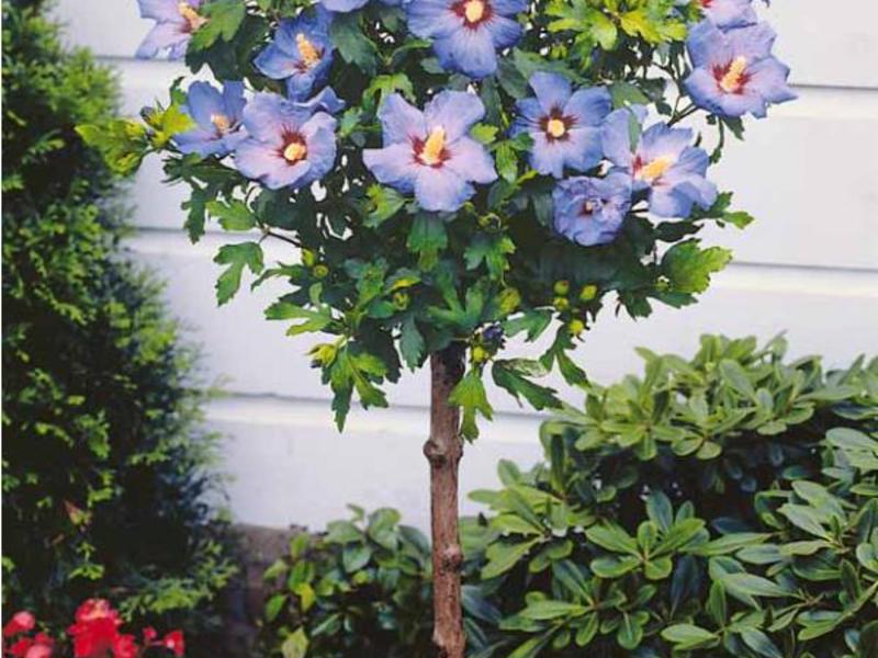 Hibiscus tree in landscape design.