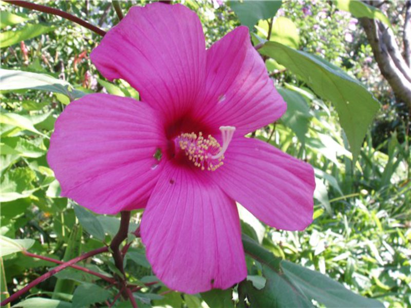 The pink hibiscus flower is shown in the photo.