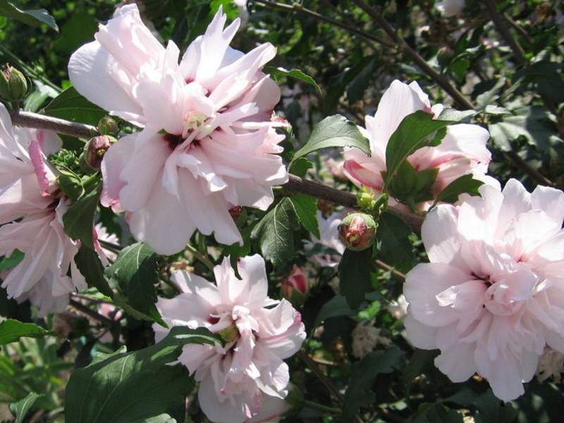 Hibiscus Syrian Lady Stanley is one of the most luxuriant varieties.