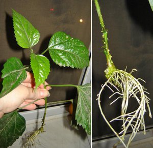 Reproduction of hibiscus by cuttings or by means of seeds is possible.