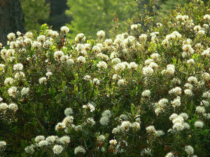 Marsh rosemary grows in forests and along river banks.