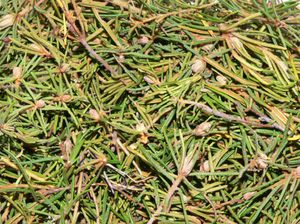 Medicinal raw materials from wild rosemary are dried sprouts.