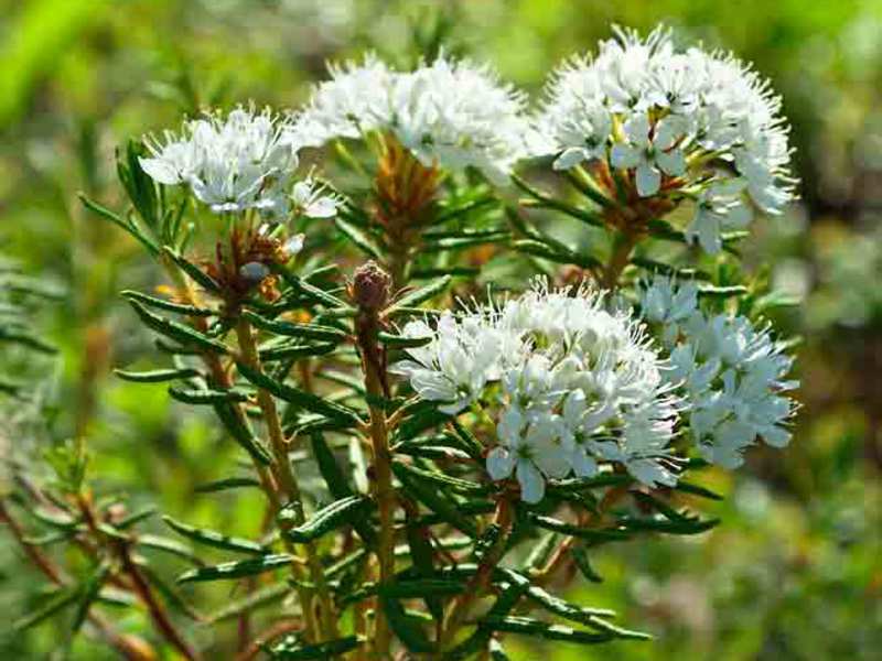 Ledum inflorescences are beautiful and easily recognizable.