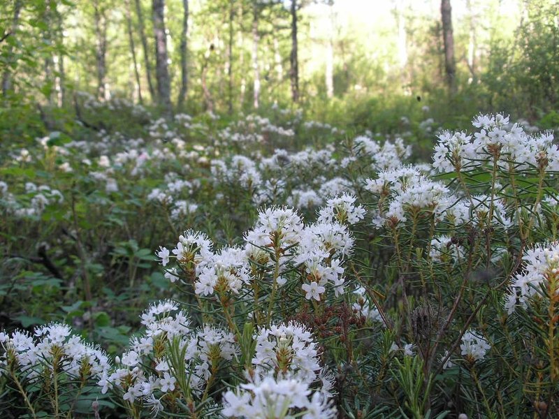 Ledum in the forest usually grows compactly - there are many bushes nearby.