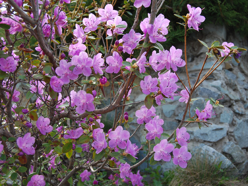 Rosemary rosemary is a variety that can be found in Siberia and Altai.