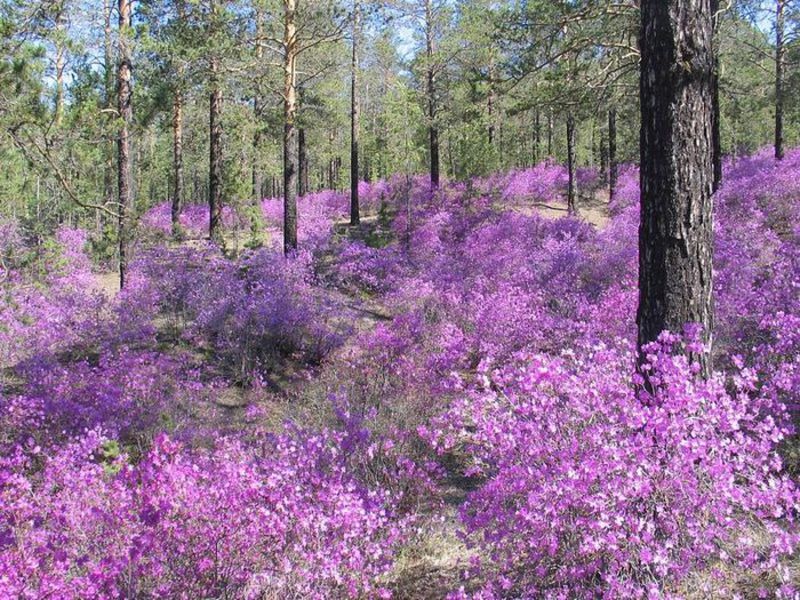 Blooming wild rosemary - beauty of Altai.