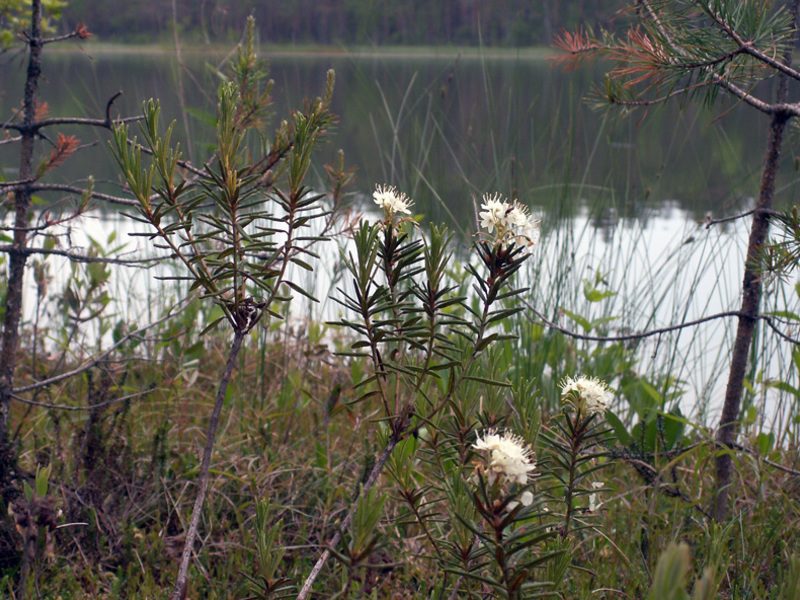 Marsh white rosemary on the river bank.