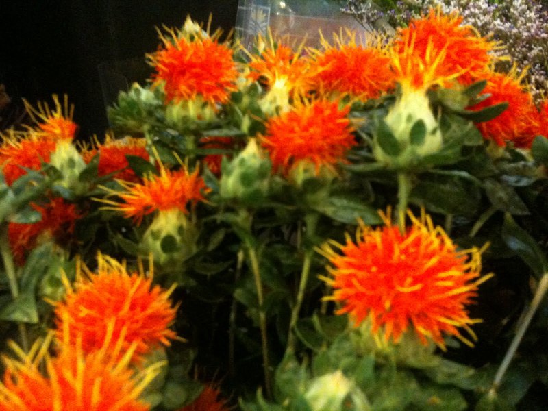 Safflower can have a red tint.