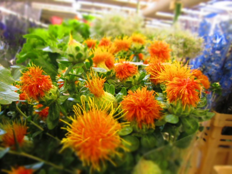 Dyeing safflower in a bouquet is a stylish solution.