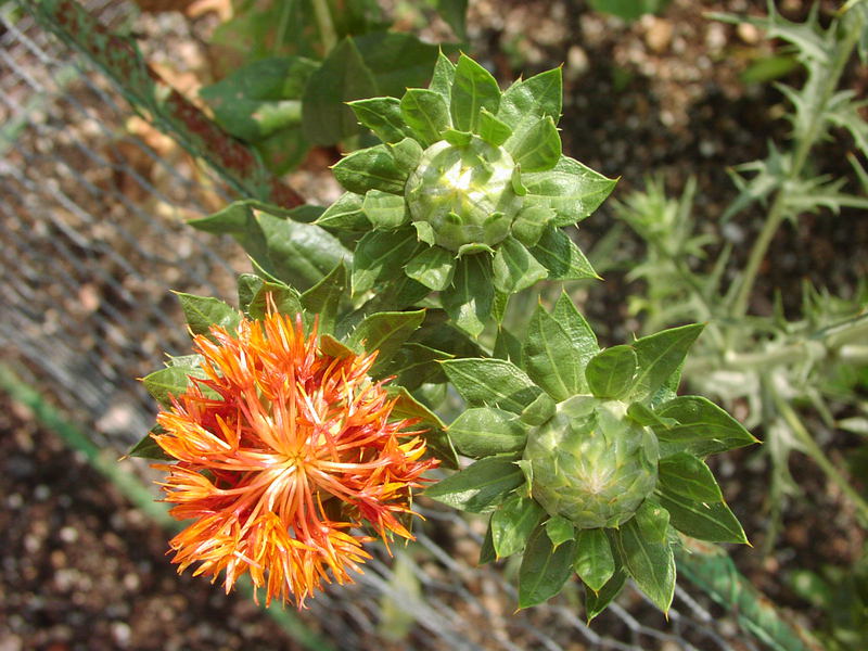 Dyeing safflower in the forest can grow in clearings where there is a lot of light.