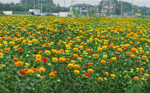 Growing safflower on a farm - a field in flowers.