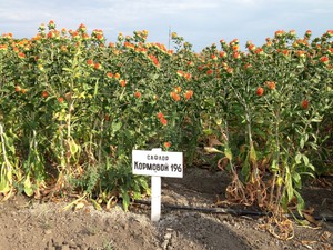 Fodder safflower is planted on an industrial scale.