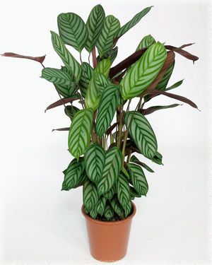 Arrowroot in a pot grows well at home.