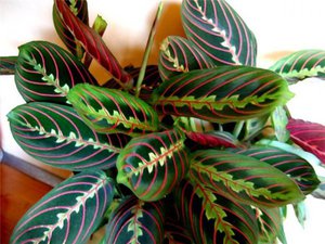 Arrowroot tricolor is another pot plant variety.